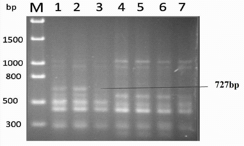 Method for identification or auxiliary identification of mating type of protoplast monokaryon of Lepista sordid and special primer pair SR-5*16 used therein