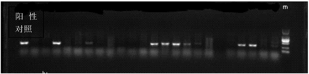 Mcr-1 positive bacterium screening method