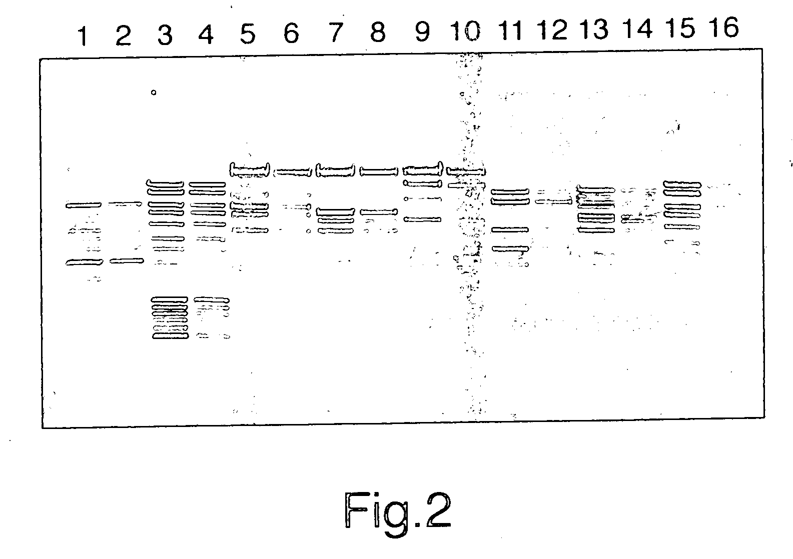 Electrophoretic gels and their manufacture