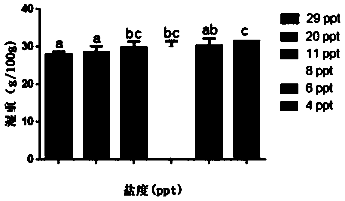 Breeding method for decreasing feed coefficient of light-colored nibea albiflora and improving quality of swimming bladders