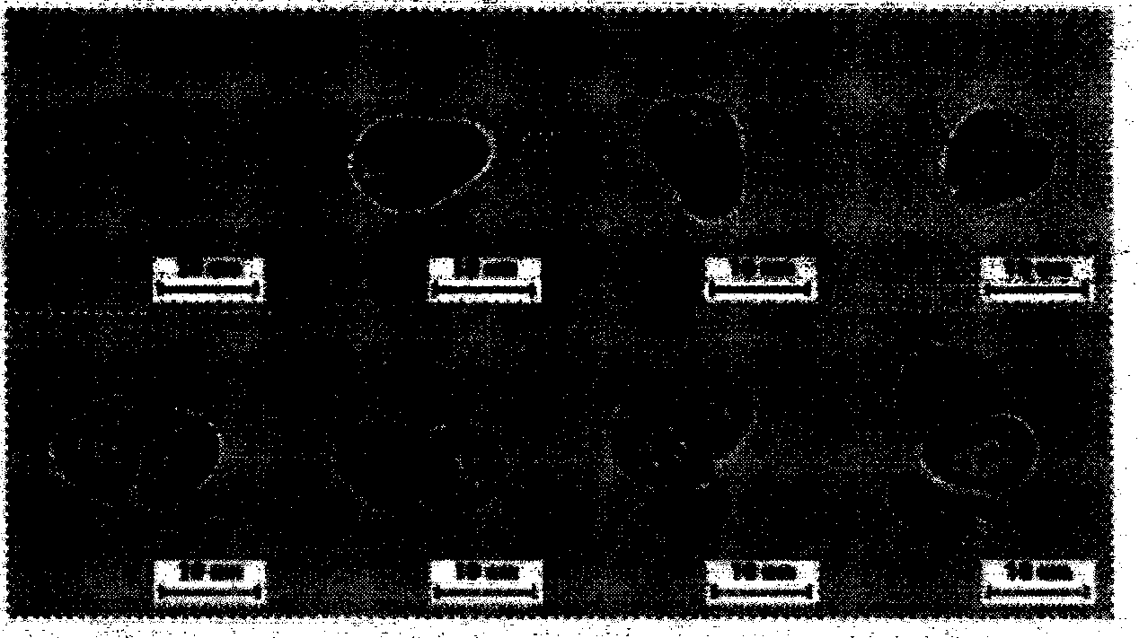 Method for obtaining botryococcus braunii single cells by combining Tween80 and ultrasonic waves