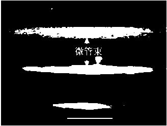 Wheat tissue active oxygen fluorescence labeling method