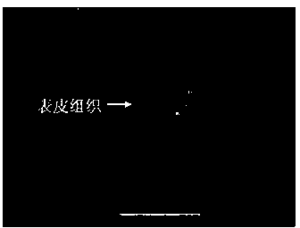 Wheat tissue active oxygen fluorescence labeling method