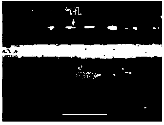 Wheat tissue active oxygen fluorescence labeling method