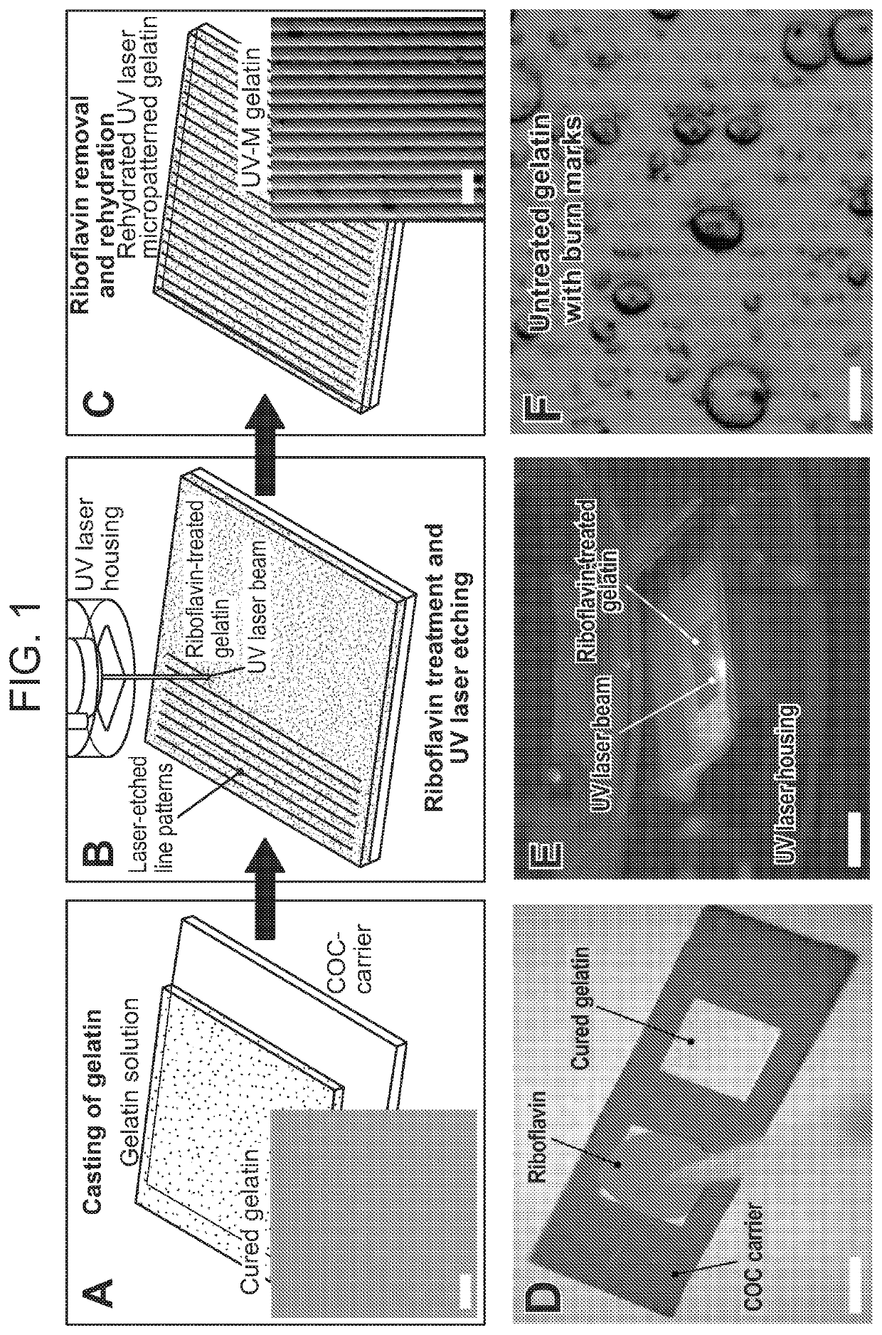 Methods for optical micropatterning of hydrogels and uses thereof