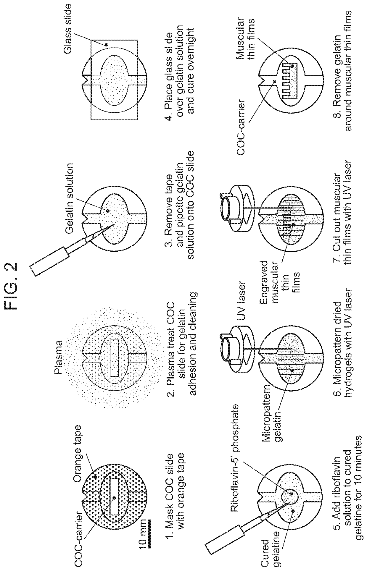 Methods for optical micropatterning of hydrogels and uses thereof