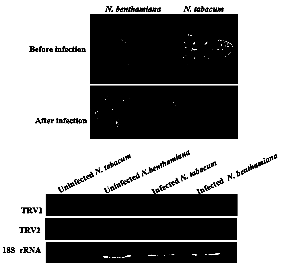 Gene silencing method Si-VIGS (Seed imbibition-virus-induced gene silencing) in early stage of cotton