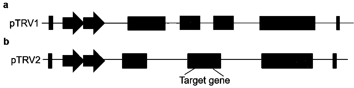 Gene silencing method Si-VIGS (Seed imbibition-virus-induced gene silencing) in early stage of cotton