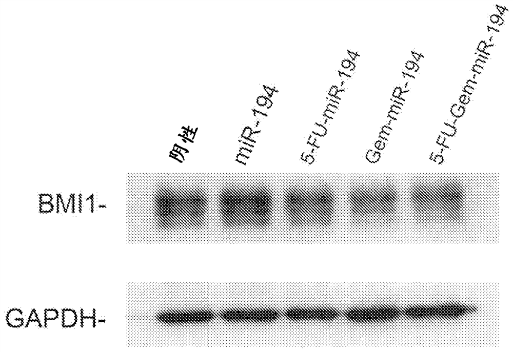 Modified micrornas and their use in the treatment of cancer