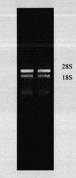 Plant low-temperature resistance related protein, its encoded gene and application