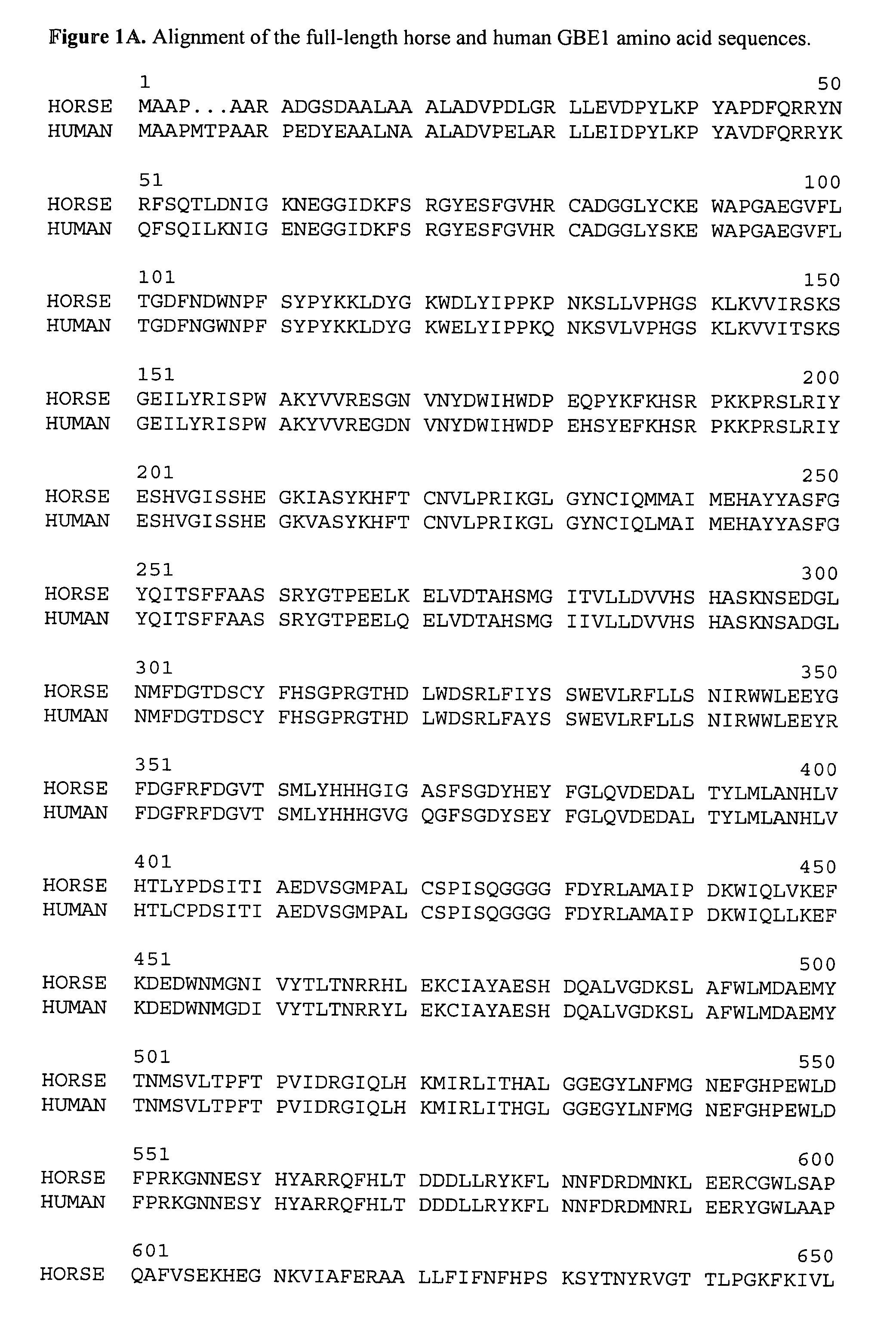 Method of detecting equine glycogen storage disease IV