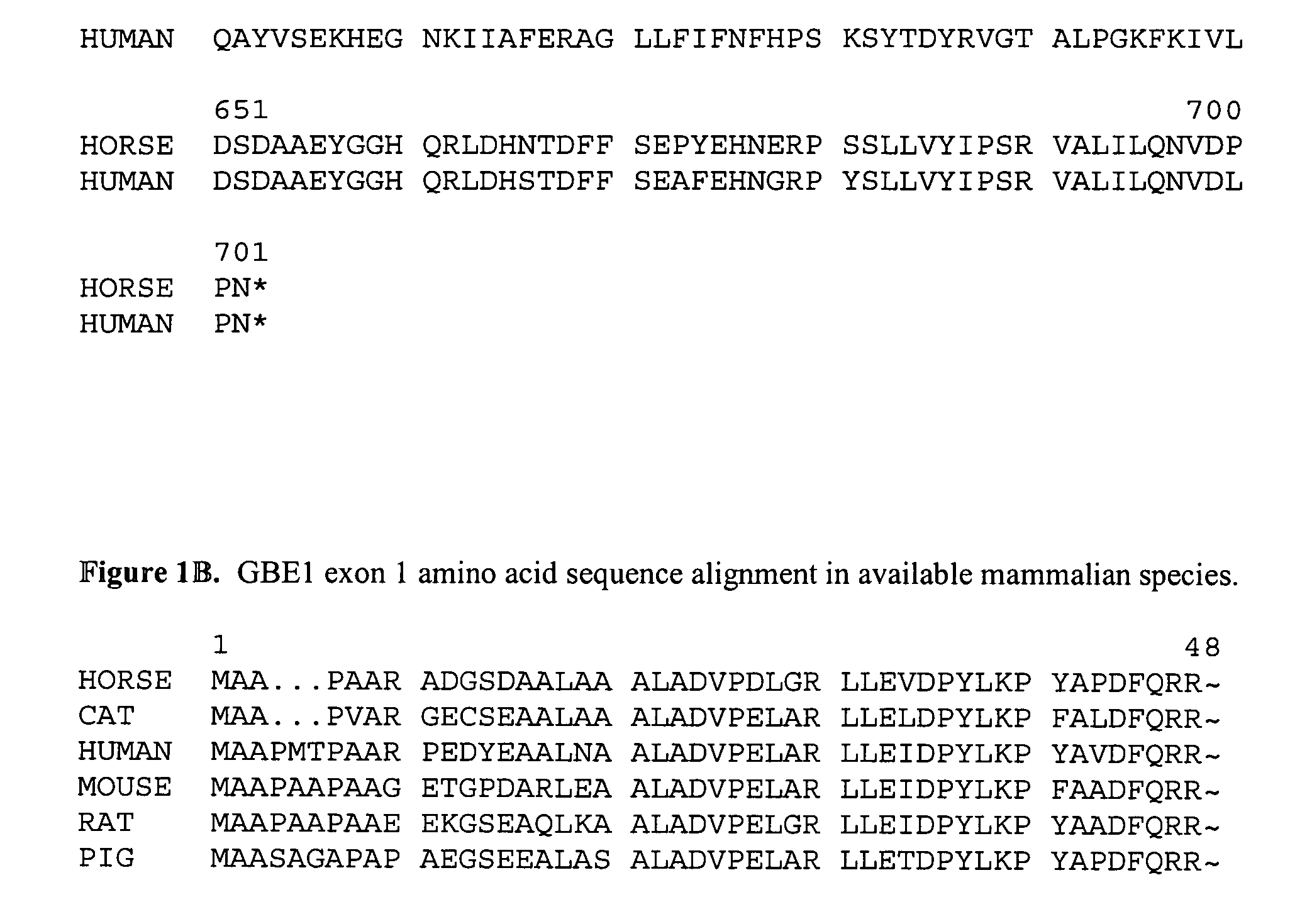 Method of detecting equine glycogen storage disease IV