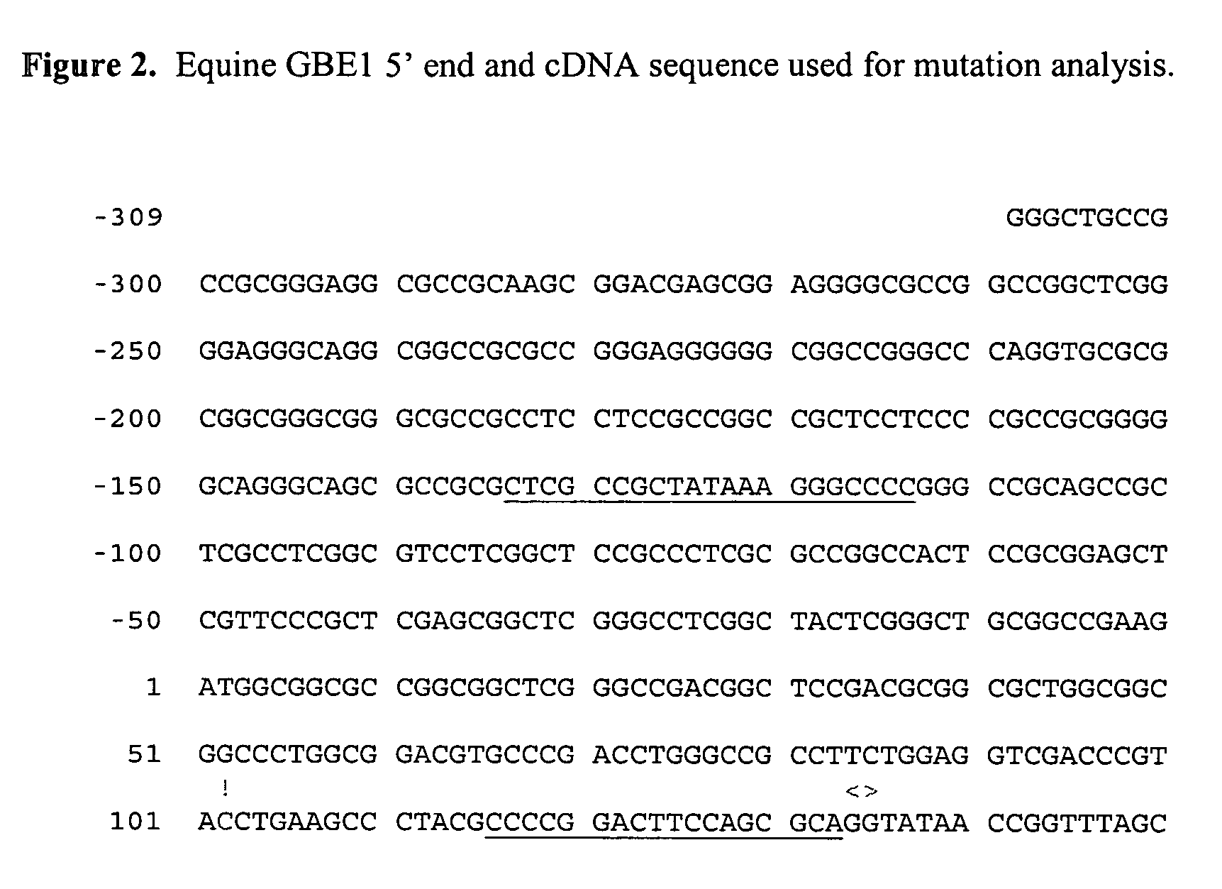 Method of detecting equine glycogen storage disease IV