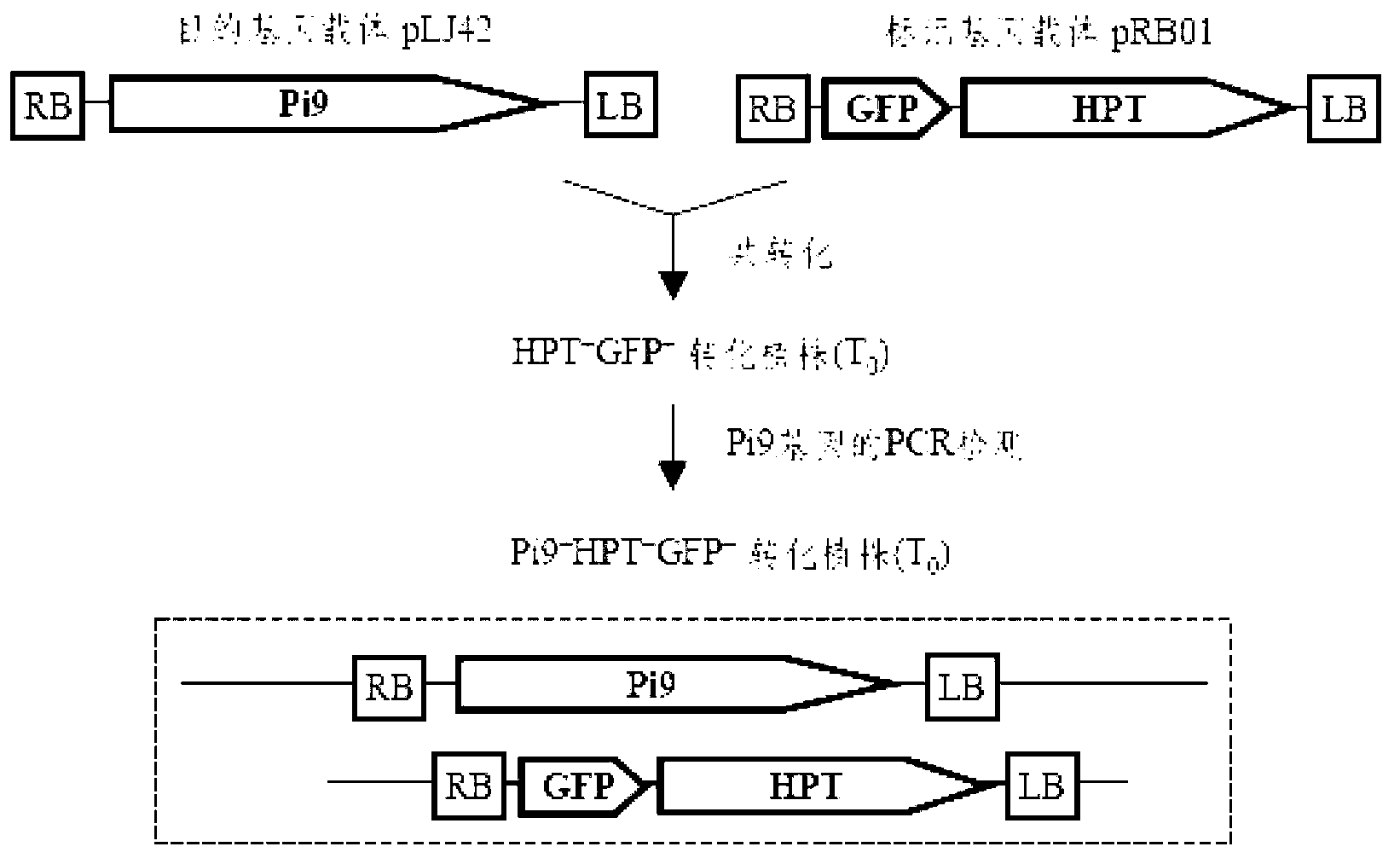 Method for converting disease-resistance genes of rice and obtaining transgenic descendants without selective markers