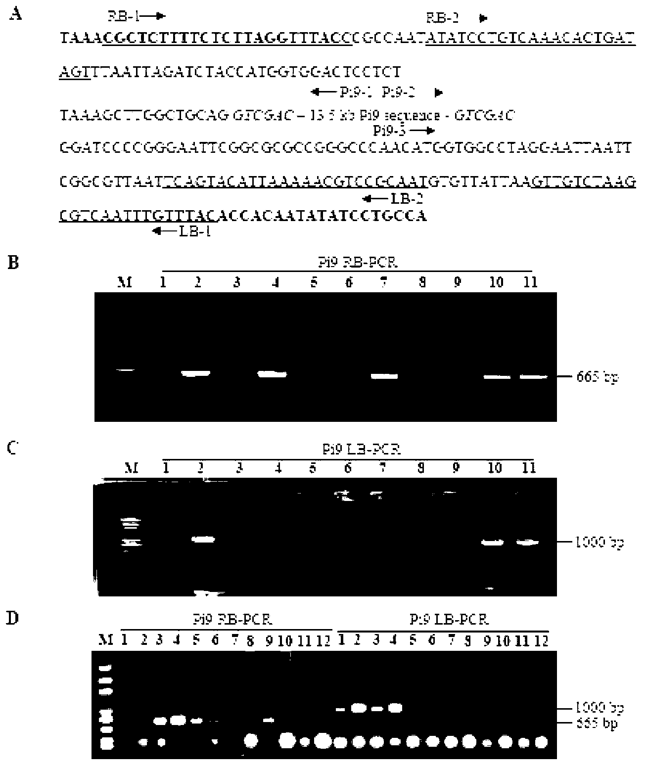 Method for converting disease-resistance genes of rice and obtaining transgenic descendants without selective markers