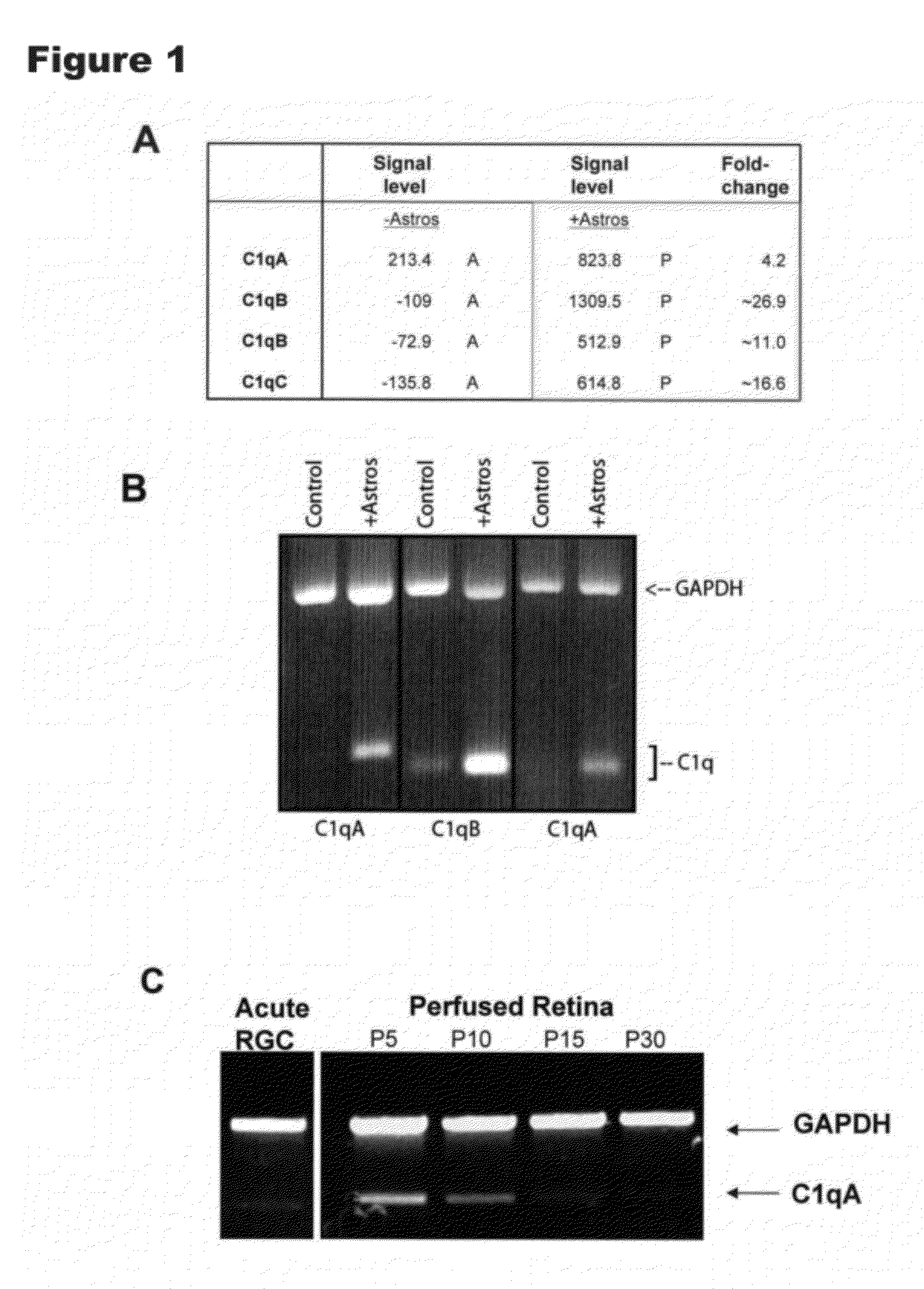 Modulation of Synaptic Maintenance