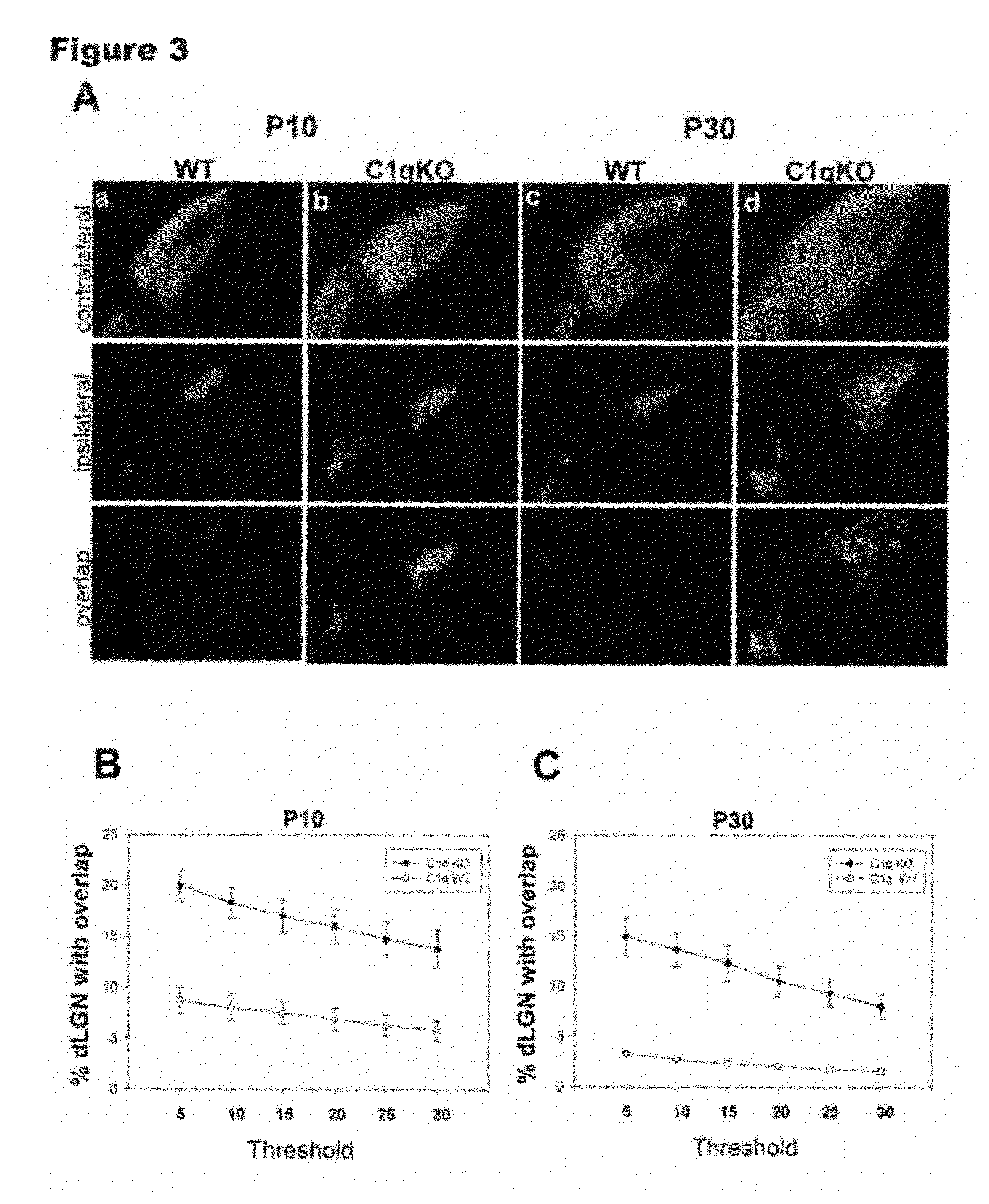 Modulation of Synaptic Maintenance