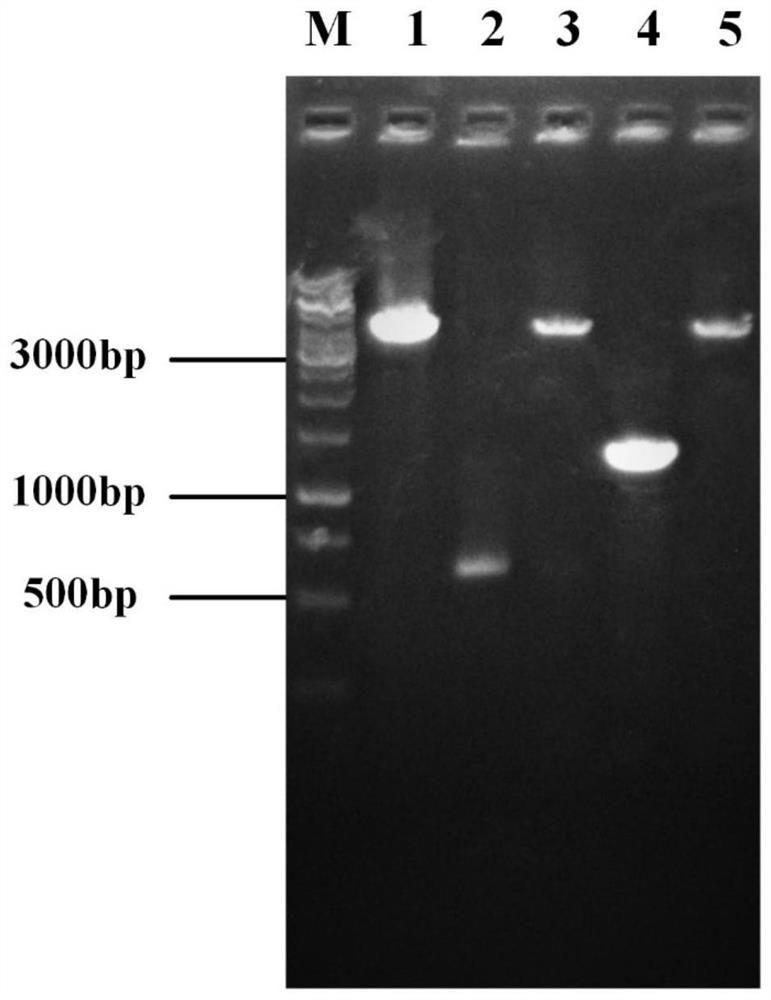 Genetic engineering strain for producing thymidine as well as construction method and application of genetic engineering strain