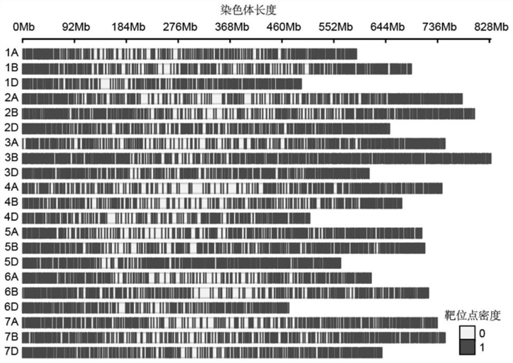 Wheat-diploid agropyron elongatum 45K liquid chip and application