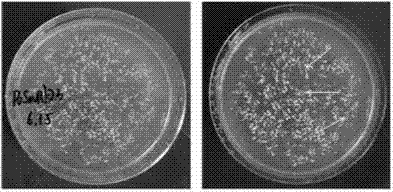 Plant drought-resistant relevant protein PvSnRK 2.3 and encoding gene and application thereof