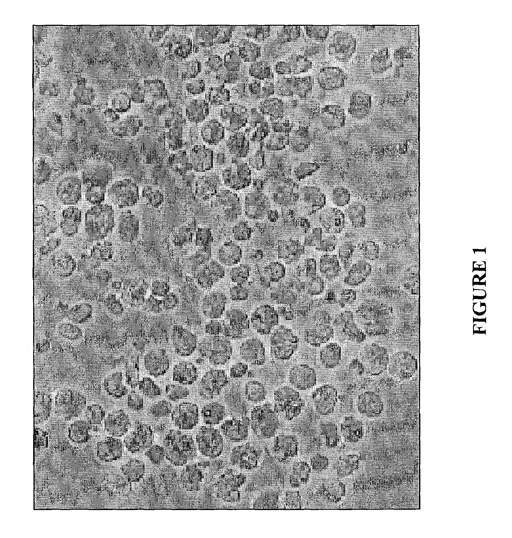 Composition and method for culturing potentially regenerative cells and functional tissue-organs in vitro