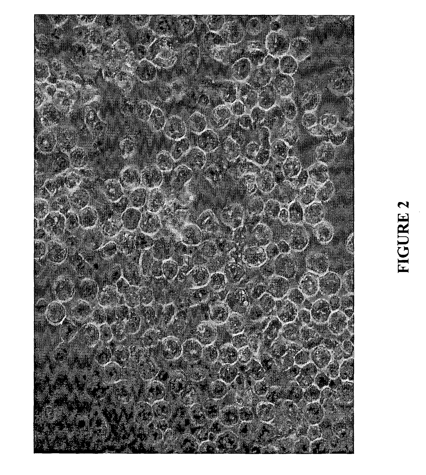 Composition and method for culturing potentially regenerative cells and functional tissue-organs in vitro