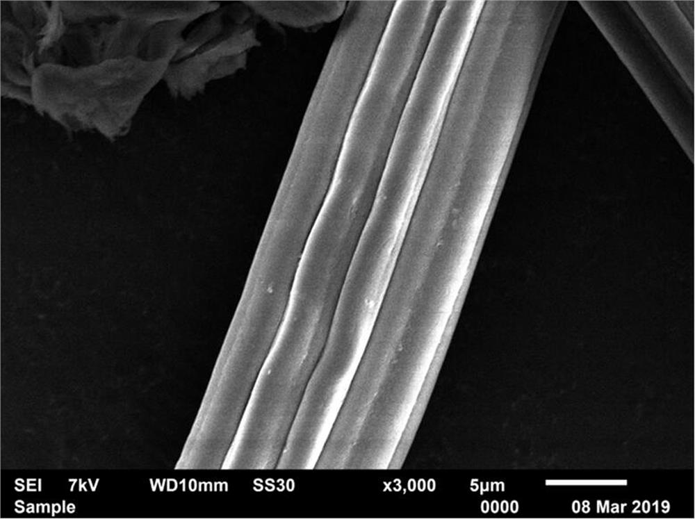 Protein/cellulose fiber preparation method based on cellulase activation treatment