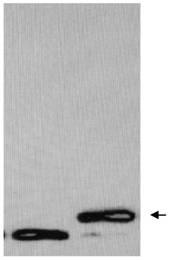 A method for establishing an n-glycosylation receptor protein model in Escherichia coli using the skeleton protein fn3