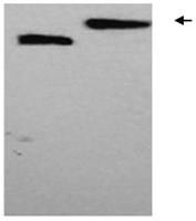 A method for establishing an n-glycosylation receptor protein model in Escherichia coli using the skeleton protein fn3