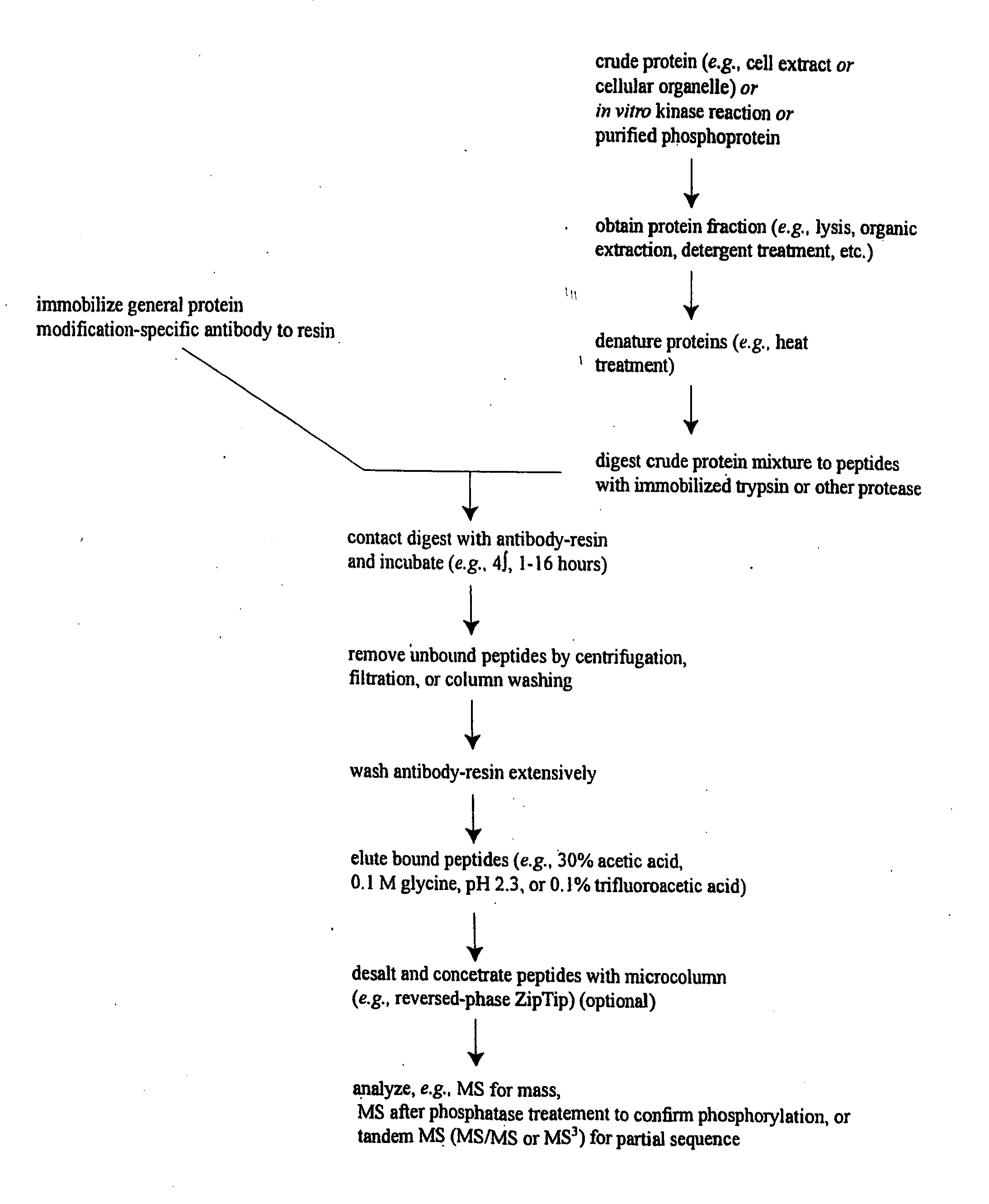 Reagents for the Detection of Protein Phosphorylation in Carcinoma Signaling Pathways