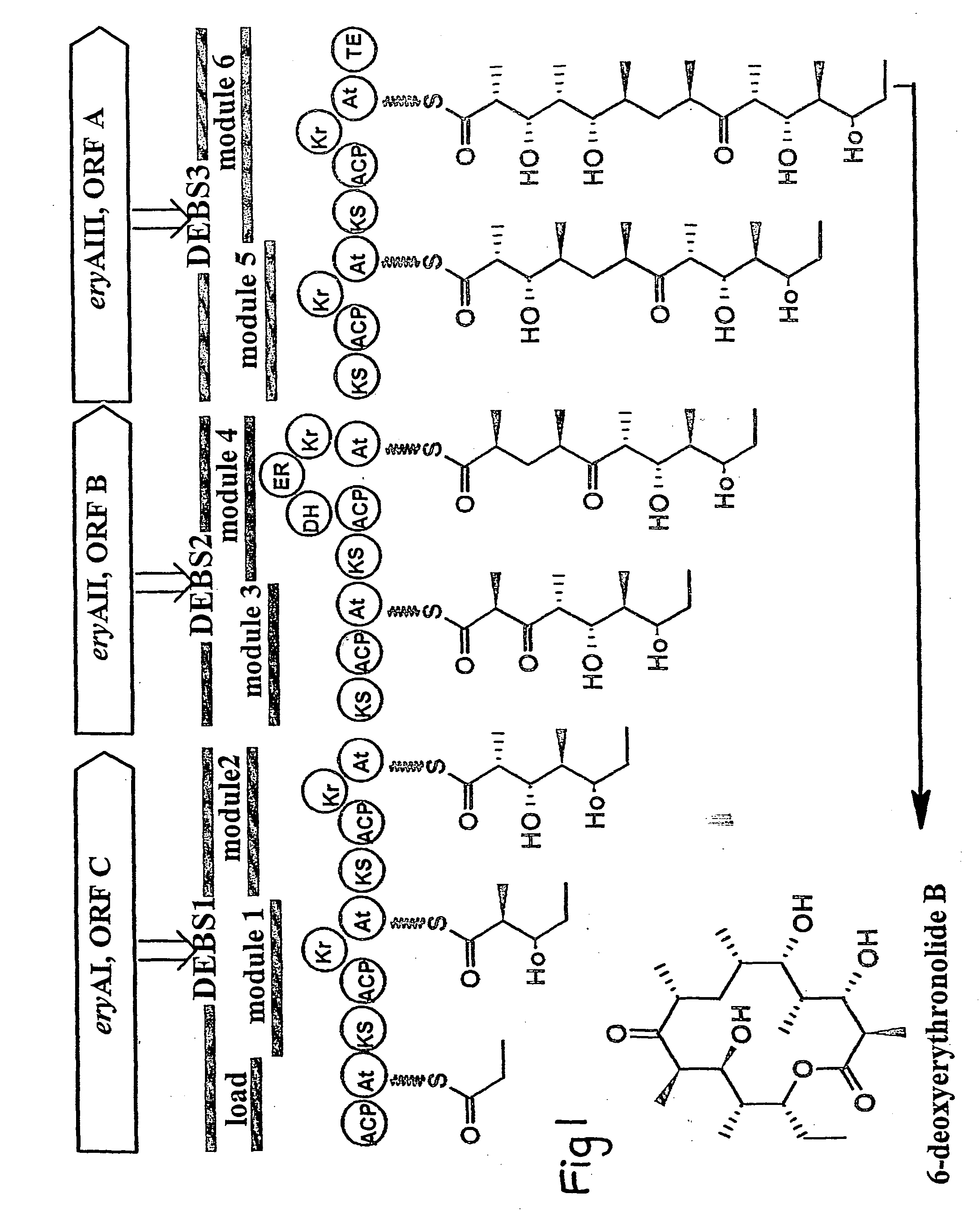 Polyketides and their synthesis