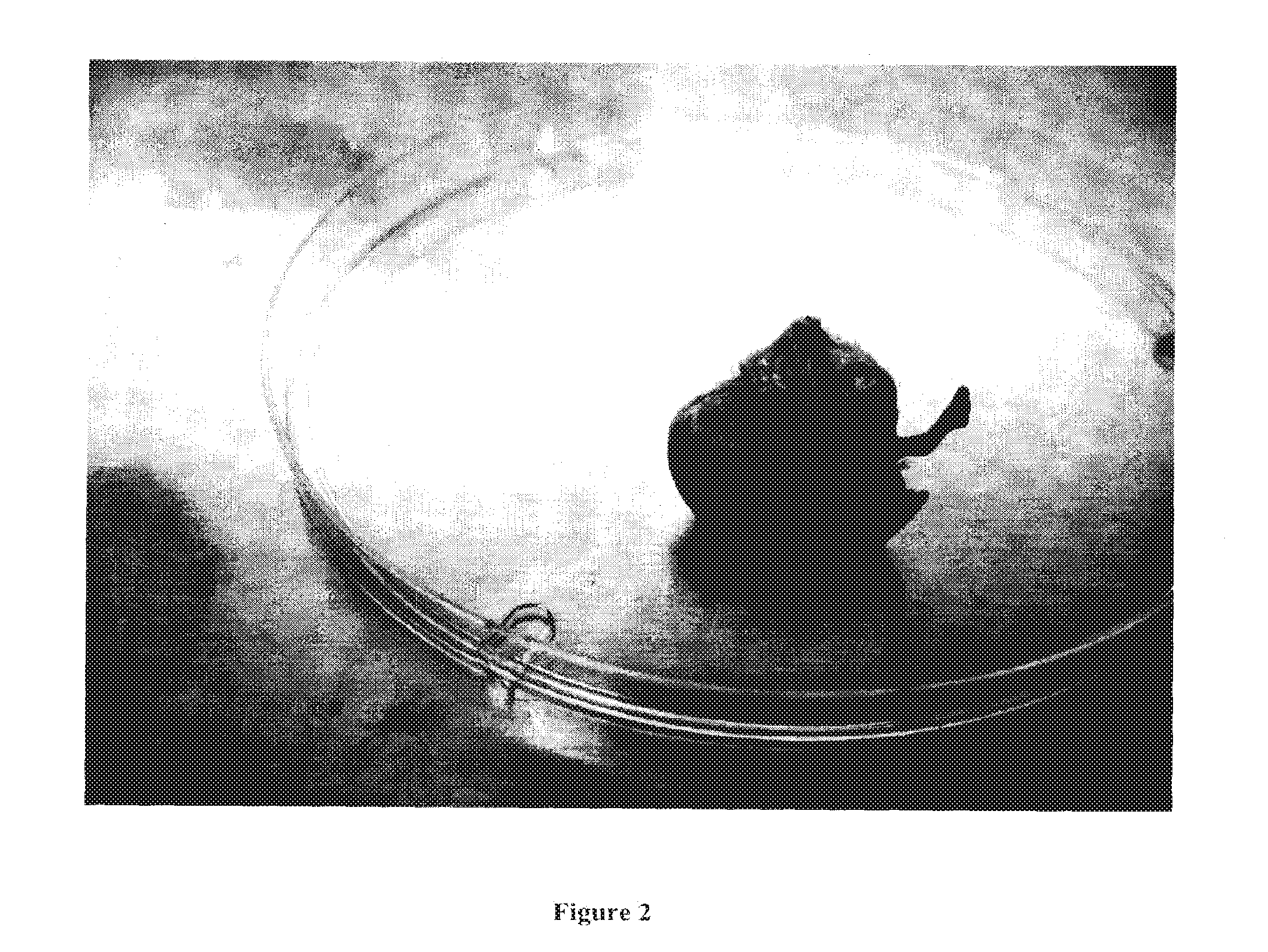 Fertilized egg isolate and uses thereof