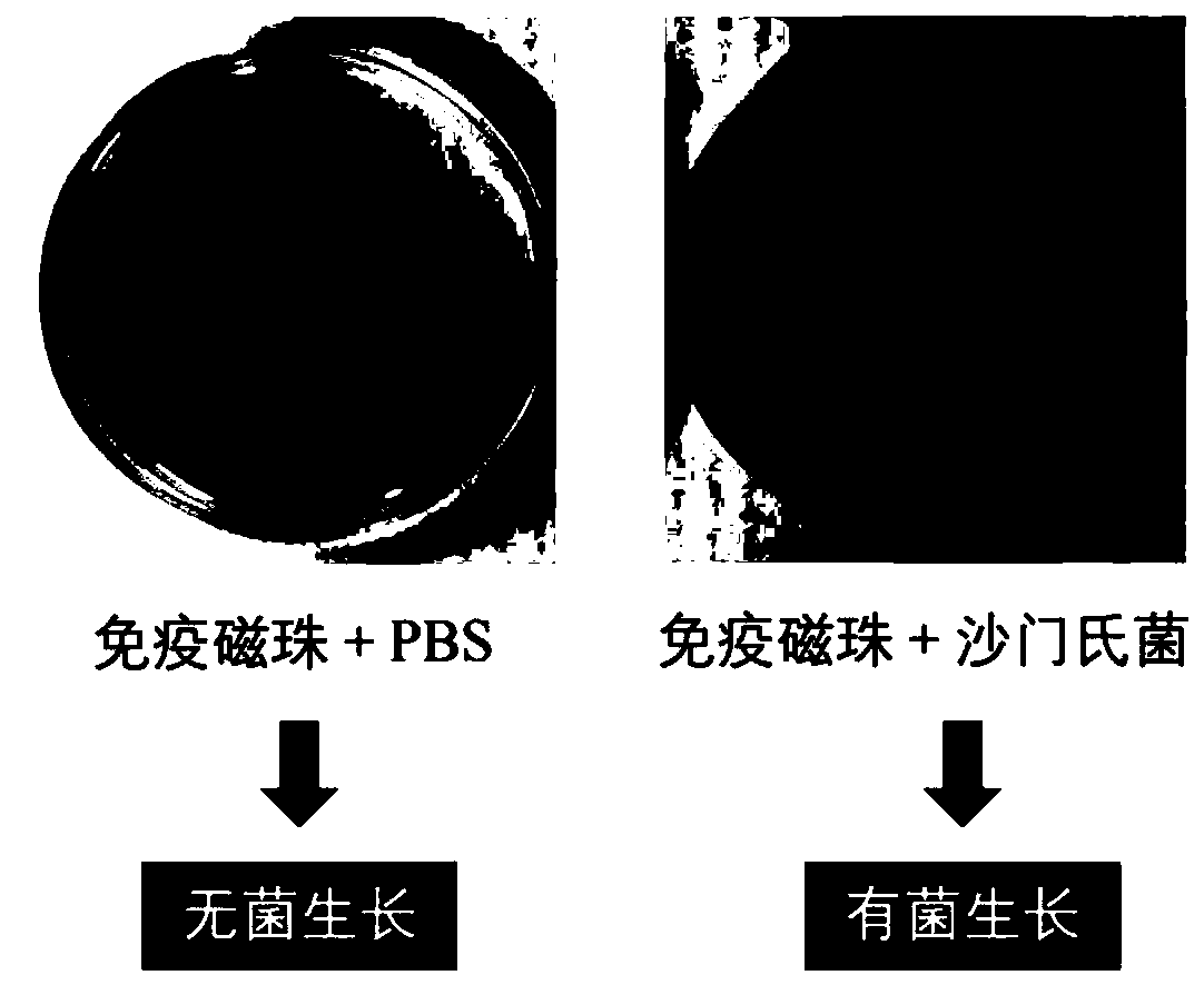 Highly-sensitive and rapid method for detecting food-borne pathogenic bacteria based on signal cascade double-amplification system