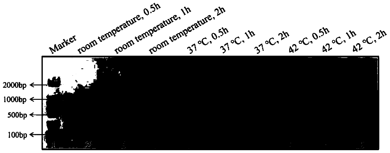 Highly-sensitive and rapid method for detecting food-borne pathogenic bacteria based on signal cascade double-amplification system