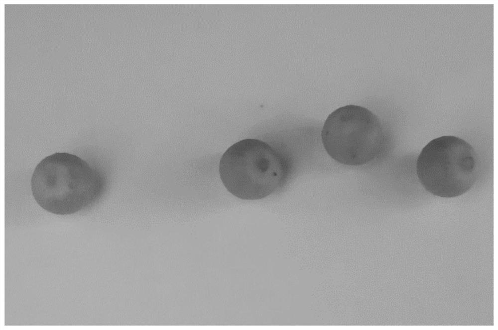 Mature embryo callus induction and differentiation and adventitious bud proliferation method for ardisia mamillata