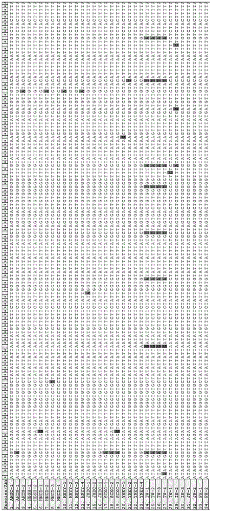 Schistosoma japonicum katsurada mitochondrial molecular marker and application thereof