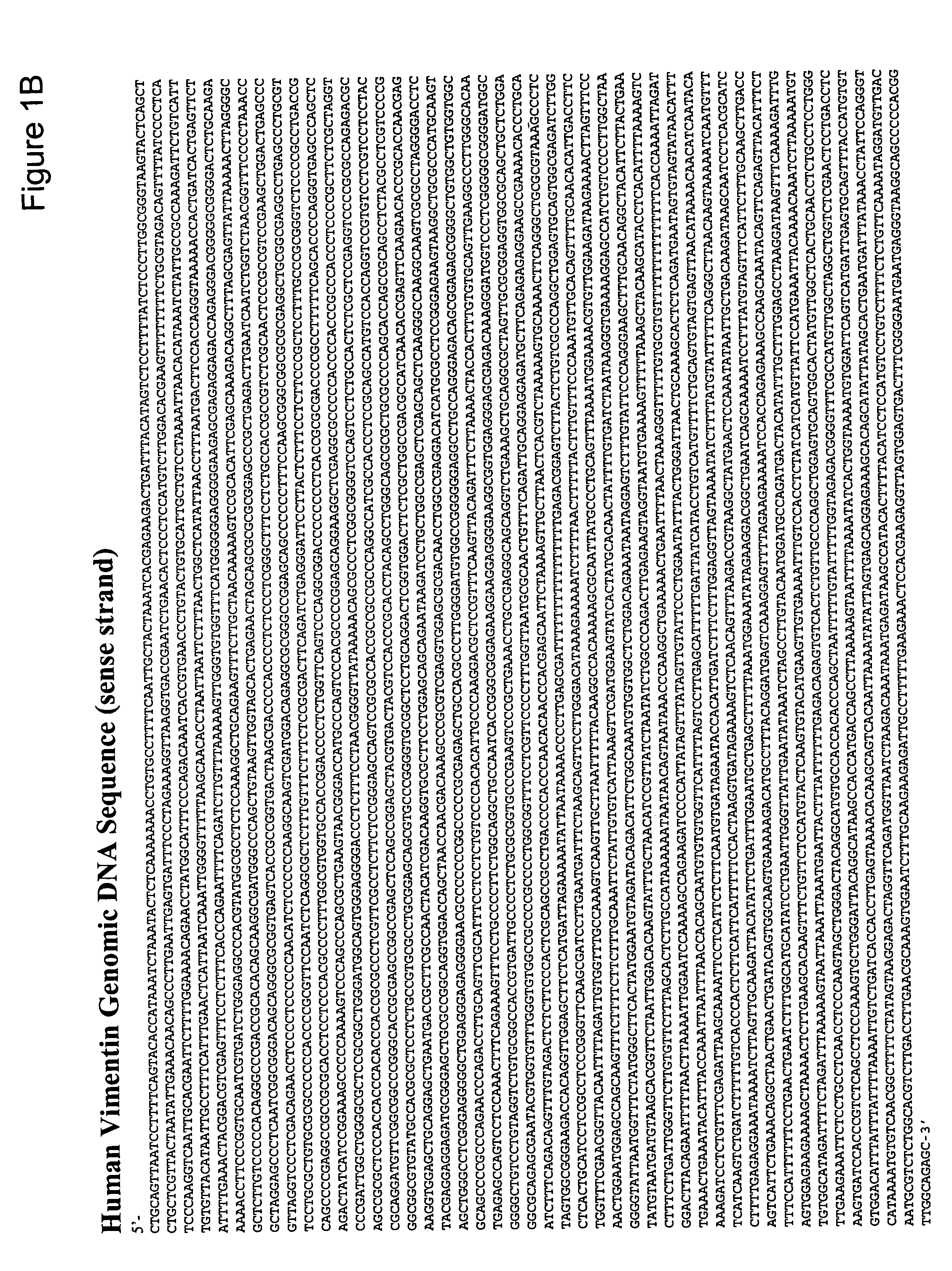 Methods and compositions for detecting colon cancers