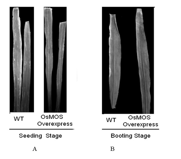 Rice disease resistance related gene, encoding protein thereof and preparation method for strain for improving rice broad spectrum disease resistance