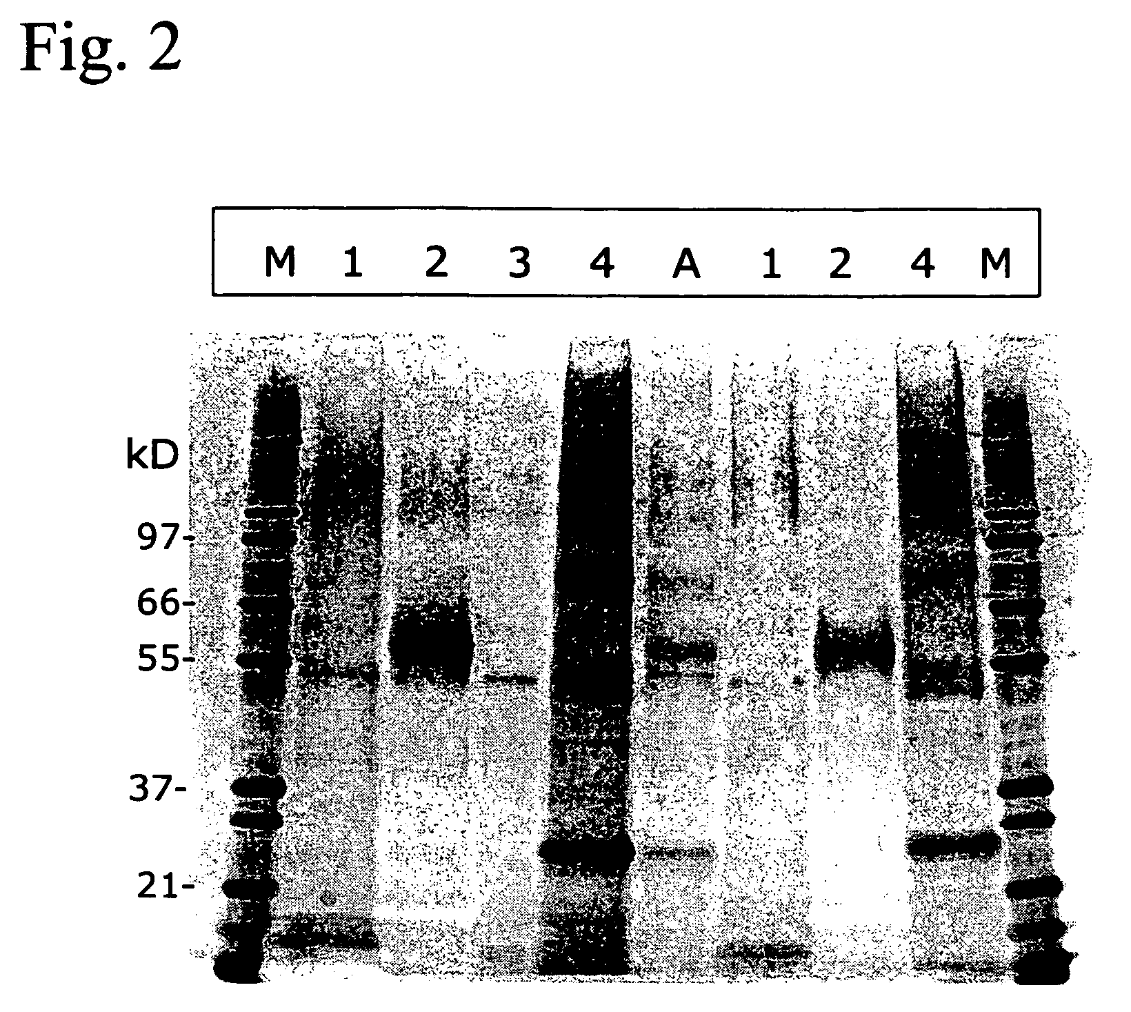 Novel assay for the separation and quantification of hemagglutinin antigens