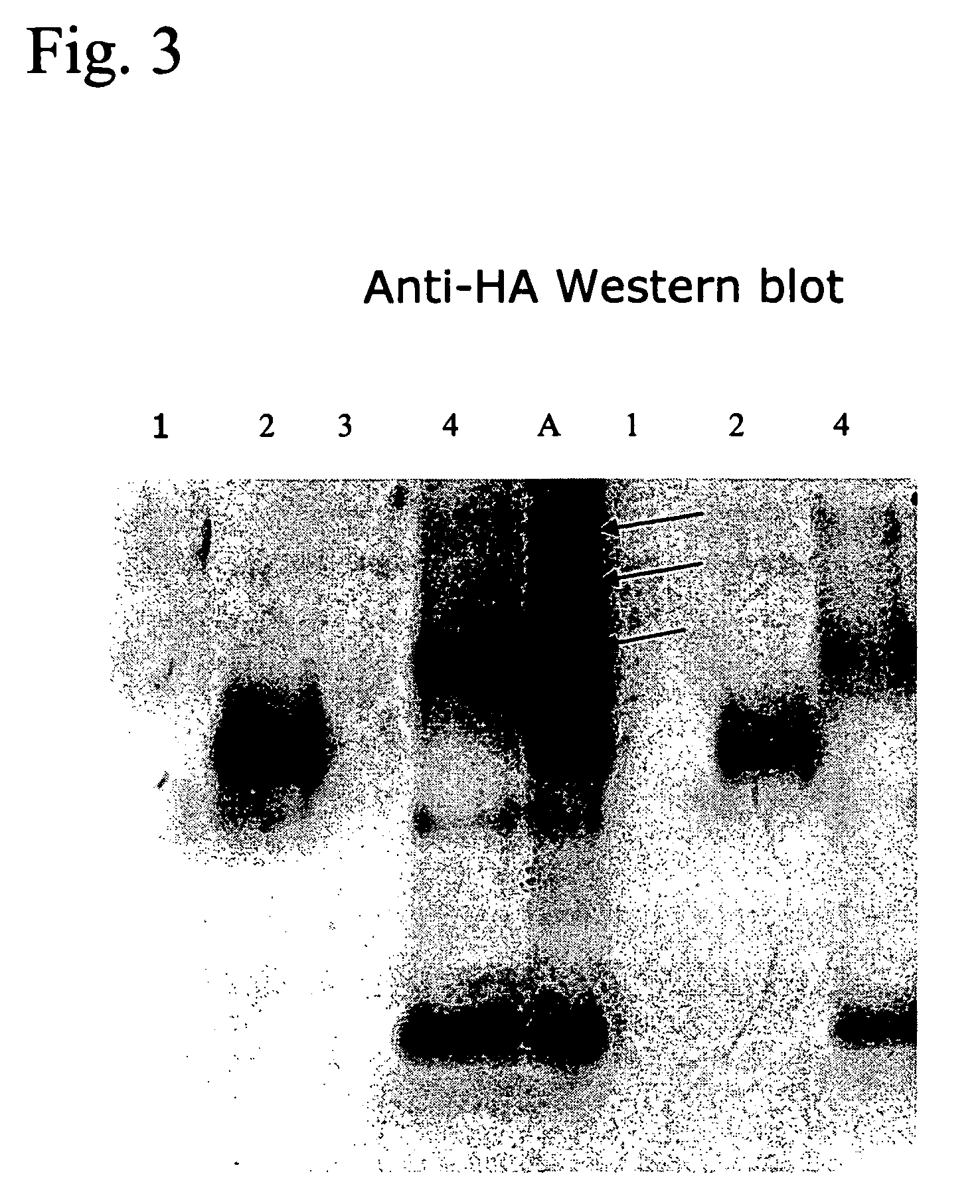 Novel assay for the separation and quantification of hemagglutinin antigens