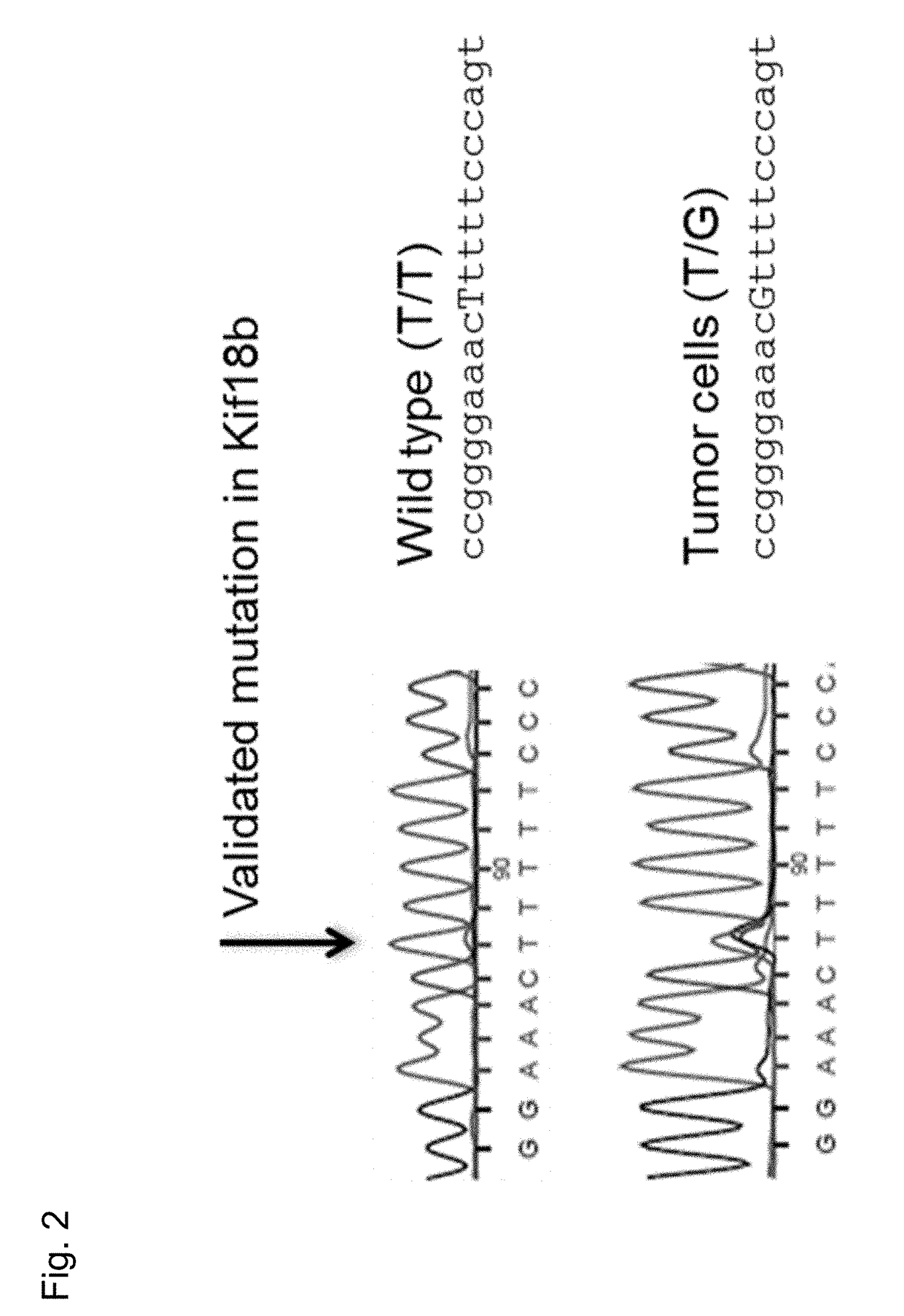 Individualized Vaccines for Cancer