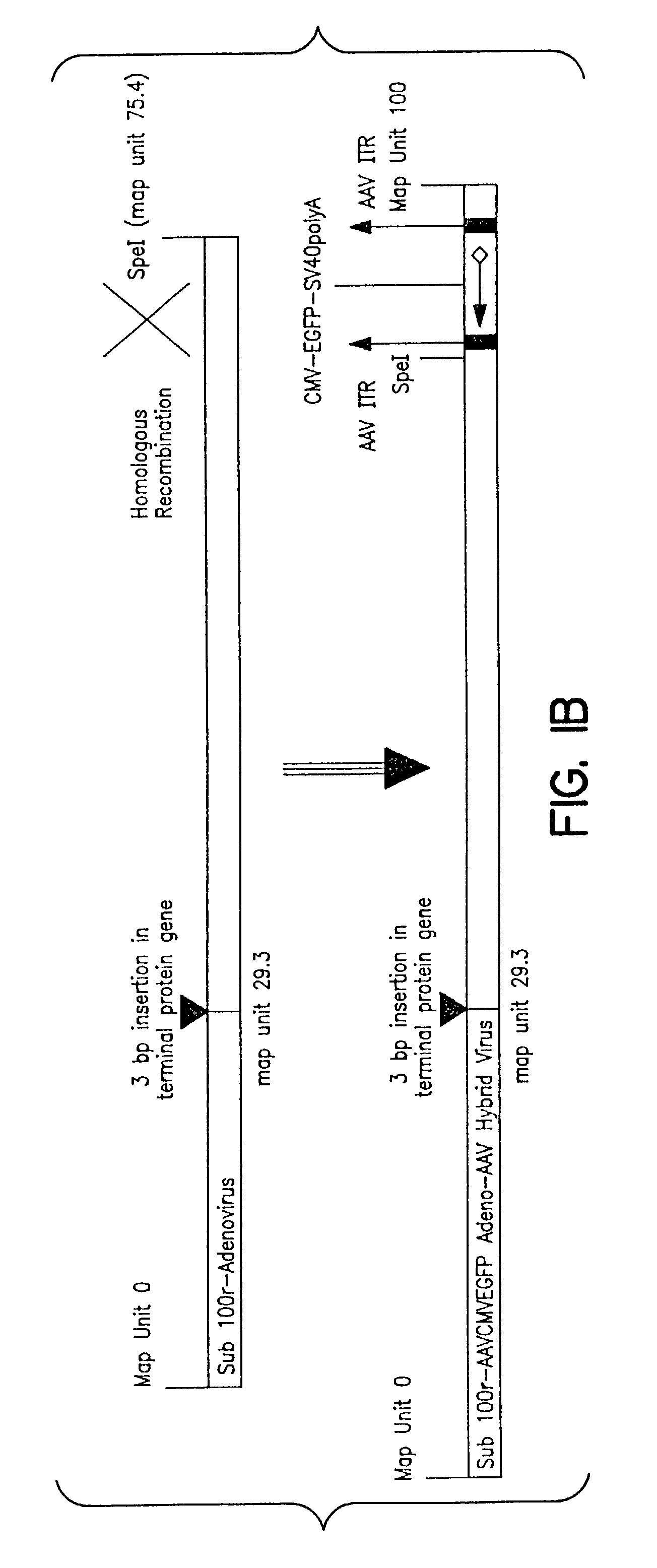 Compositions and methods for helper-free production of recombinant adeno-associated viruses