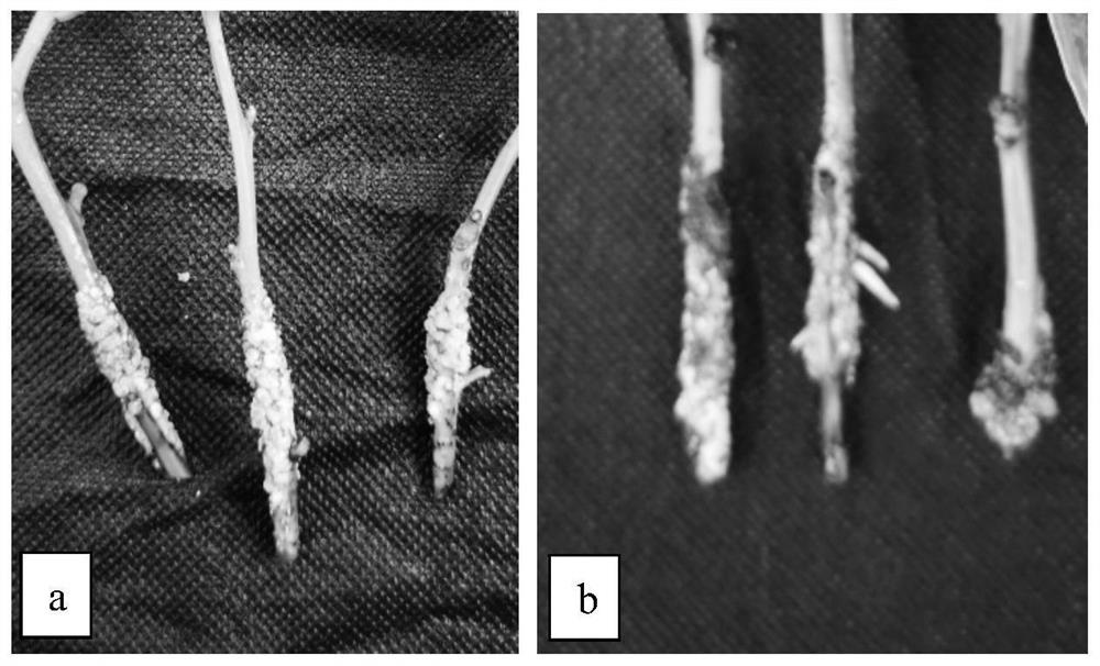 A kind of rapid propagation method of sassafras hydroponic cuttings and its application