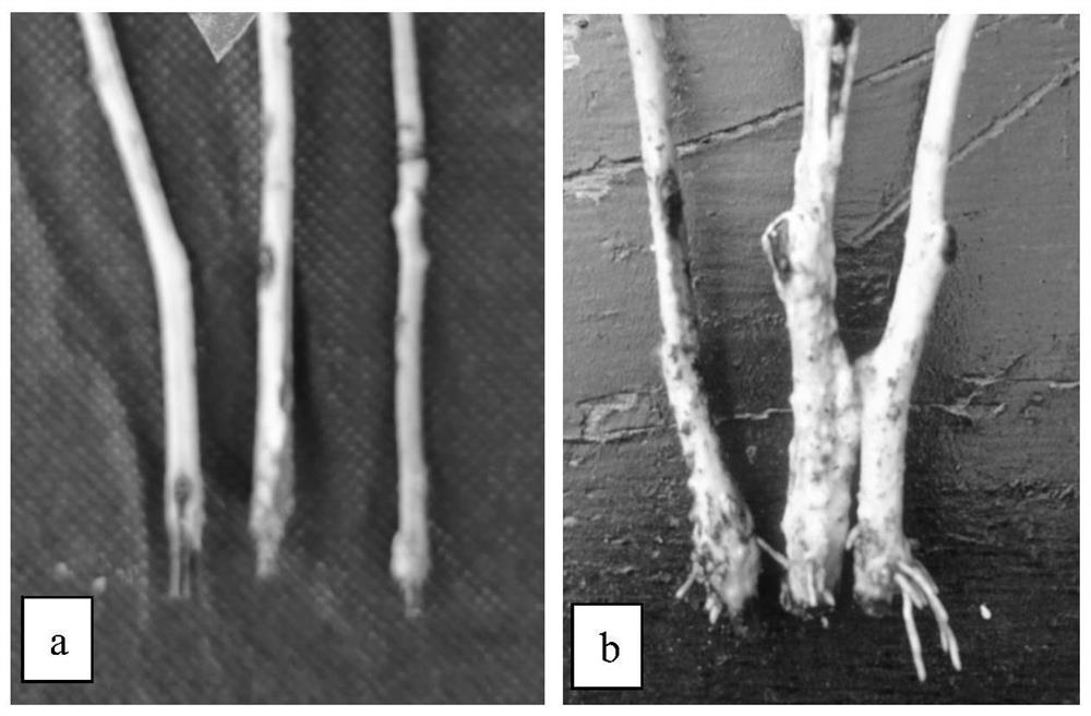 A kind of rapid propagation method of sassafras hydroponic cuttings and its application