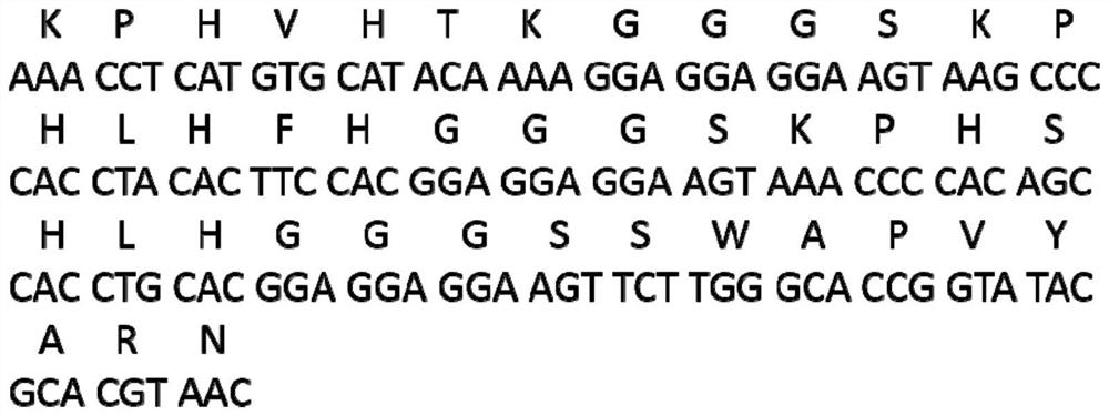 A gene-modified dendritic cell vaccine