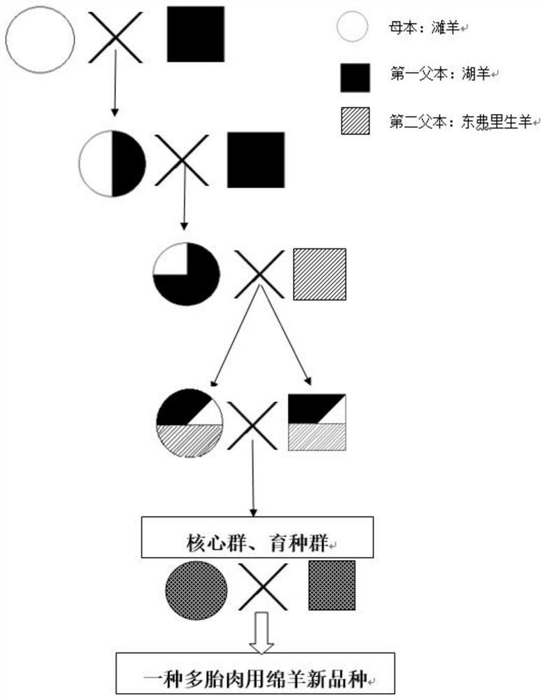 Breeding method of a breed of sheep for multiple litter meat