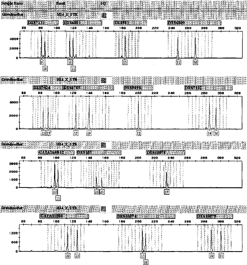 X-STR locus fluorescence labeling composite amplification system and application thereof