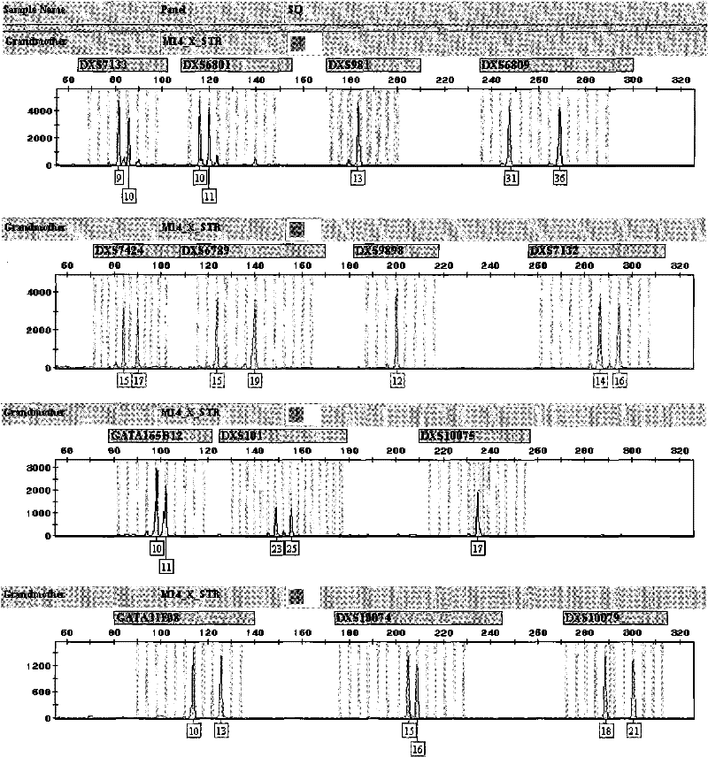 X-STR locus fluorescence labeling composite amplification system and application thereof