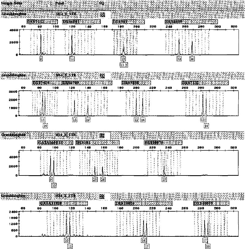 X-STR locus fluorescence labeling composite amplification system and application thereof