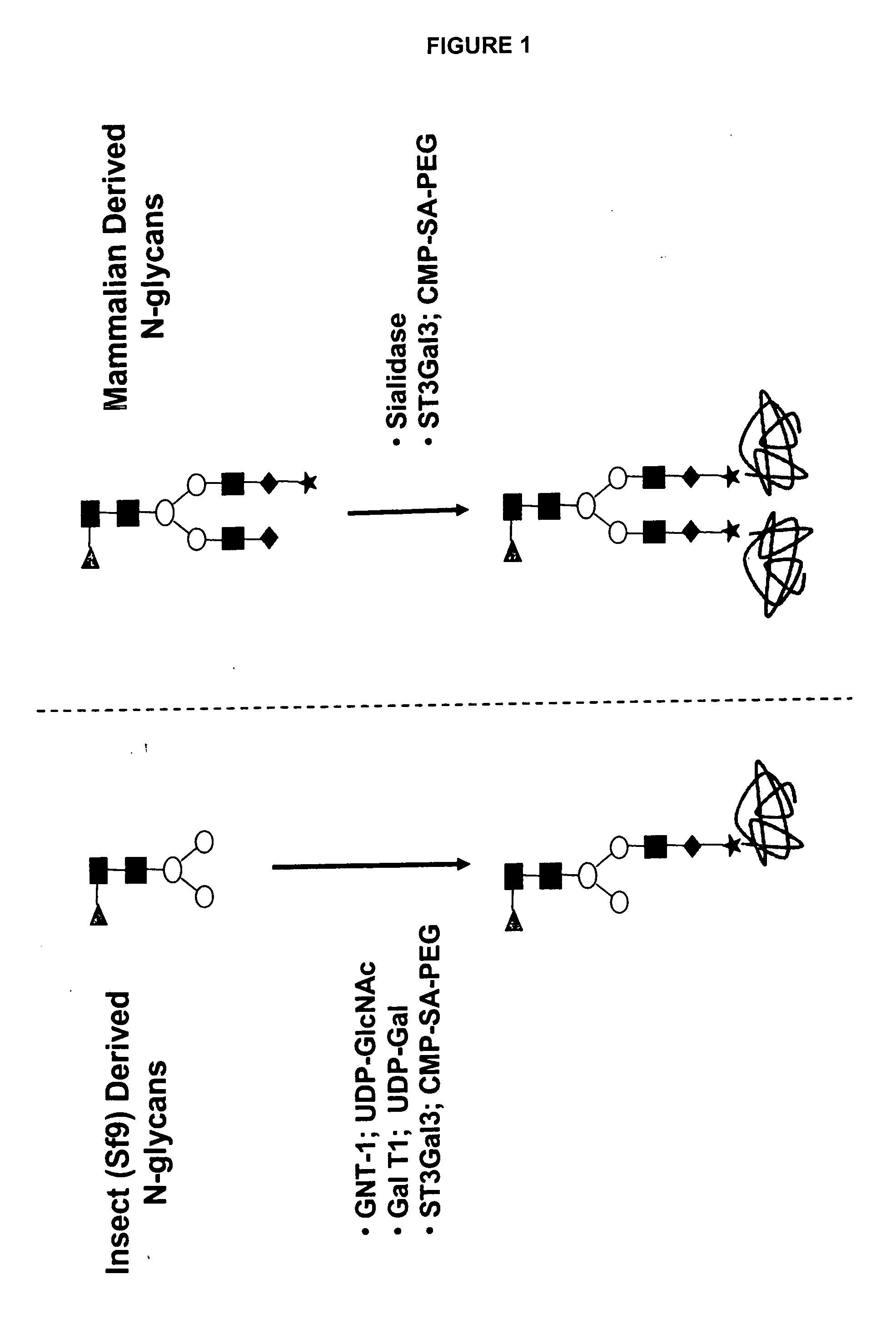 Compositions and methods for the preparation of protease resistant human growth hormone glycosylation mutants